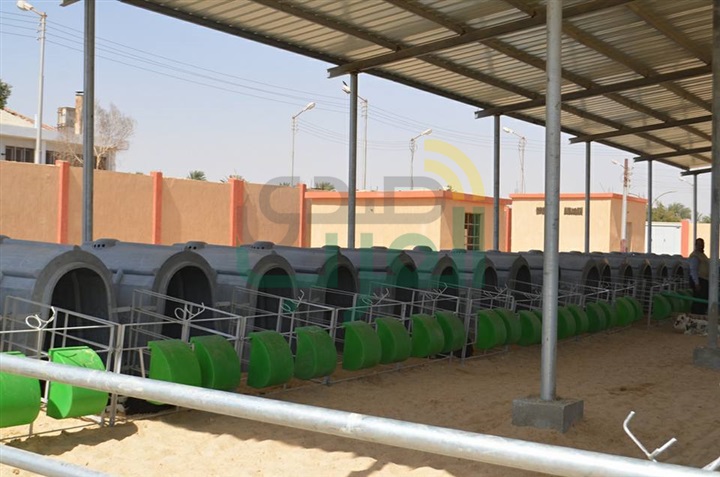 بالصور.. مشروعات الأمن الغذائي ما بين الواقع والمأمول في قنا