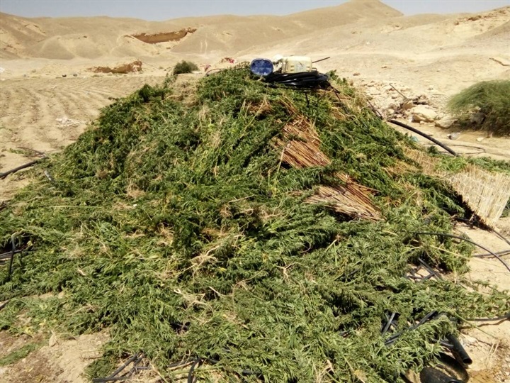 بالصور.. إبطال عدد من العبوات الناسفة وتدمير 9 مزارع بانجو بسيناء 