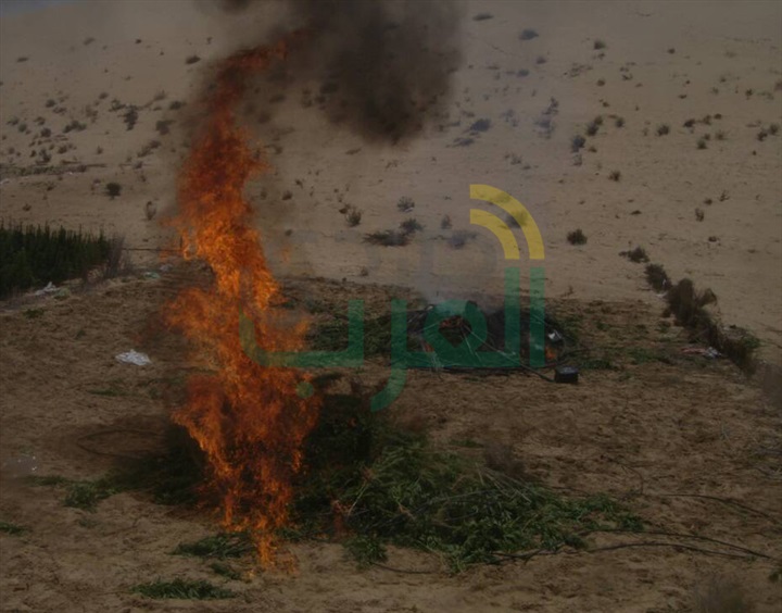 قوات إنفاذ القانون تتمكن من ضبط مزرعة لنبات البانجو المخدر بشمال سيناء