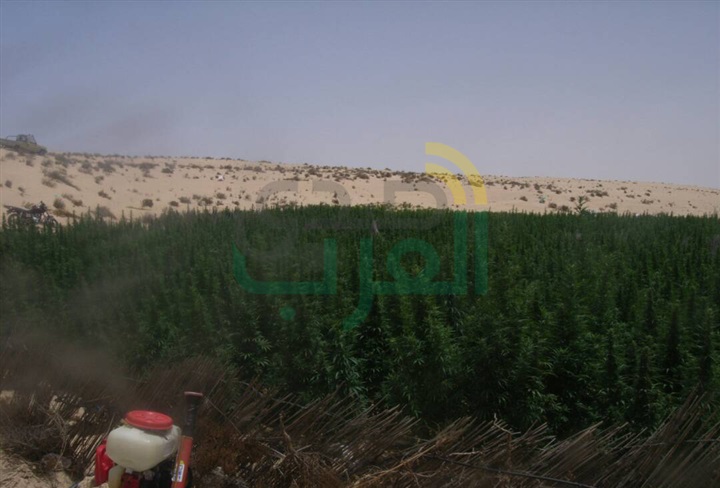 قوات إنفاذ القانون تتمكن من ضبط مزرعة لنبات البانجو المخدر بشمال سيناء