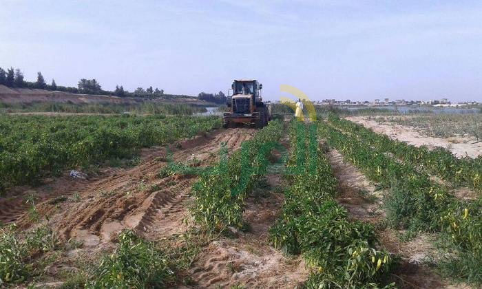 إسترداد 38 فدان و 16 قيراط و 12 سهم من أراضي أملاك الدولة المعتدى عليها بالشرقية