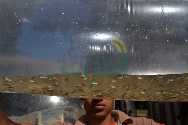 بالصور.. ضبط سيارة محملة بـ100 ألف وحدة زريعة أسماك في البرلس