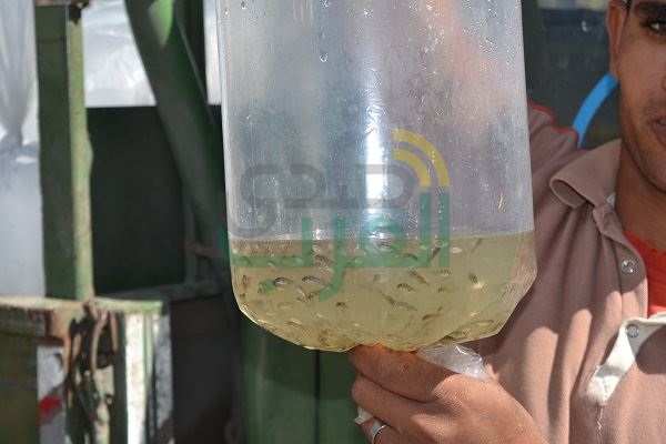 بالصور.. ضبط سيارة محملة بـ100 ألف وحدة زريعة أسماك في البرلس