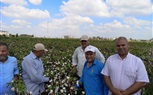 إنطلاق موسم جني القطن فى الحقول الإرشادية صنف جيزة 97 بالبحيرة