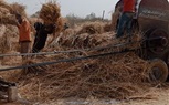 بدء موسم حصاد القمح بالمنيا.. رحلة الفلاح من الكفاح إلي الفلاح 