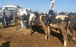 ارتفاع أسعار المواشي يصيب الأسواق بالركود.. والأهالي عملنا جمعية علشان نضحي  (صور)