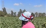 سيدات يعملن في مهنة جني المحاصيل لمساعدة أسرتهن 