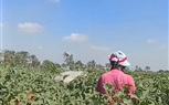 سيدات يعملن في مهنة جني المحاصيل لمساعدة أسرتهن 