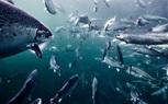 النرويج تستفيد من العناصر الطبيعية الفريدة وتطورات الزراعة السمكية لدعم ازدهار قطاع إنتاج الأسماك والمأكولات البحرية