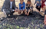 قطاع استصلاح الاراضي حصاد الزيتون في 6 الاف فدان بمنطقة شرق القناة