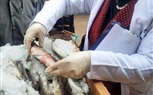 لضبط سوق اللحوم والدواجن والأسماك .. بيطري الشرقية يضبط (٢٢٠ كجم ) دواجن ولحوم مخالفة خلال الحملات التفتيشية بمراكز المحافظة