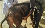 جامعة الزقازيق توجه قافلة بيطرية لقرية منشأة العباسة مركز  أبو حماد 