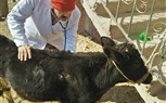 جامعة الزقازيق توجه قافلة بيطرية لقرية منشأة العباسة مركز  أبو حماد 