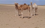  البدء في أعمال حصر الثروة الحيوانية بأبو رماد