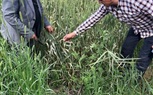 الفرق الزراعية تواصل فحص الزراعات الشتوية بالحقول الزراعية في كفر الشيخ