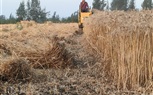  فرحة المزارعين بحصاد محصول القمح بالبحيرة  