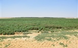 جهاز مستقبل مصر للتنمية المستدامة.. قاطرة التنمية الزراعية 