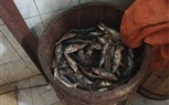 صحة كفر الشيخ تحرر 95 محضر وتوصى بغلق 4 منشآت غذائية
