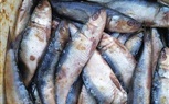 ضبط 1.2 طن فسيخ ورنجة غير صالحة للاستهلاك الآدمي بكفر الشيخ