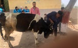 الكشف علي 985 حالة في  قافلة بيطرية مجانية بقرية أبو عليوة الشرقية بكفر الشيخ 