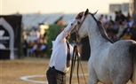محافظ كفر الشيخ يشهد ختام فعاليات مهرجان «فرسان وطن»