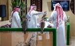 الرياض تحتضن المزاد الدولي لمزارع إنتاج الصقور بمشاركة نخبة منتجي الصقور عالميًّا