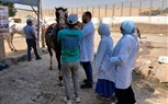 محافظة الجيزة تنظم قافلة بيطرية لعلاج وتحصين الدواب بالمنطقة الأثرية لأهرامات الجيزة