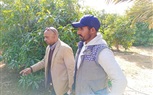 جولة لزراعة جنوب سيناء على مزارع الفاكهة بوادي الطور لمتابعة حالة المحاصيل