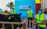 خلال عيد الأضحى المبارك.... 75ألف كيلو لحوم أضاحى و75 عجل بلدى للأسر الاولى بالرعاية بقرى ونجوع الفيوم