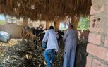 الزراعة تحصين أكثر من 2 مليون رأس ماشية ضمن الحملة القومية ضد الحمى القلاعية وحمى الوادي المتصدع