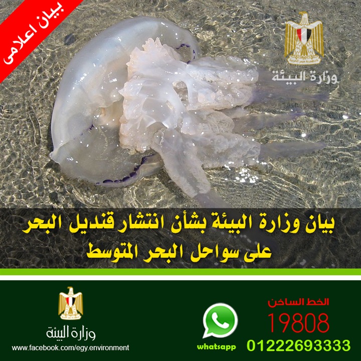 "البيئة" توضح سبب غزو قناديل البحر للشواطئ