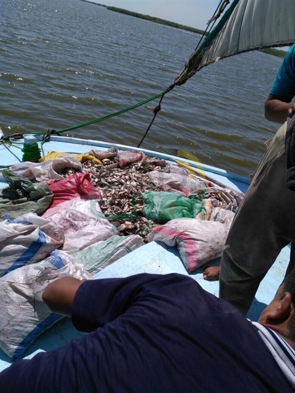 بالصور.. أمن كفر الشيخ يُنفذ 92 حالة تعدٍ على نهر النيل وبحيرة البرلس