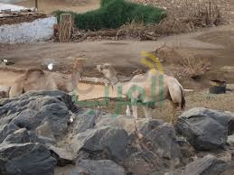 المحميات الطبيعية .. إدارة وليست تجارة المحميات الطبيعية .. إدارة وليست تجارة