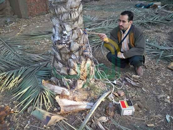 نخيل مصر .. كنز فى قبضة الإهمال نخيل مصر .. كنز فى قبضة الإهمال