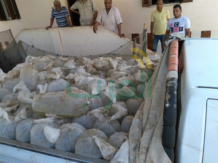 ضبط 10 آلاف وحدة ذريعة مسروقة و113 مخالفة على النيل بكفرالشيخ 