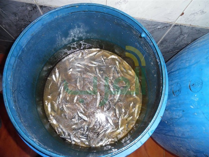 بالصور.. ضبط 200 كيلو فسيخ فاسد فى "الحامول" بكفرالشيخ