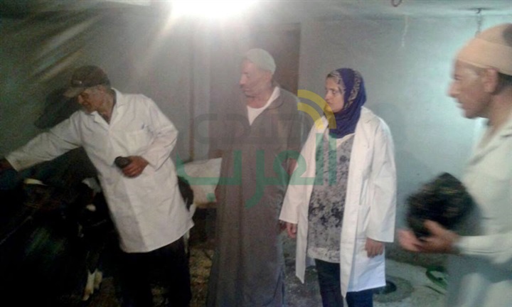 لجان بيطرية مشتركة بقرى مركز ديرب نجم بالشرقية للتحصين ضد مرض الحمى القلاعية