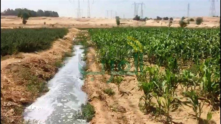 بالصور.. احالة واقعة بمحاصيل  زراعية بسوهاج باستخدام مياه الصرف الصحى