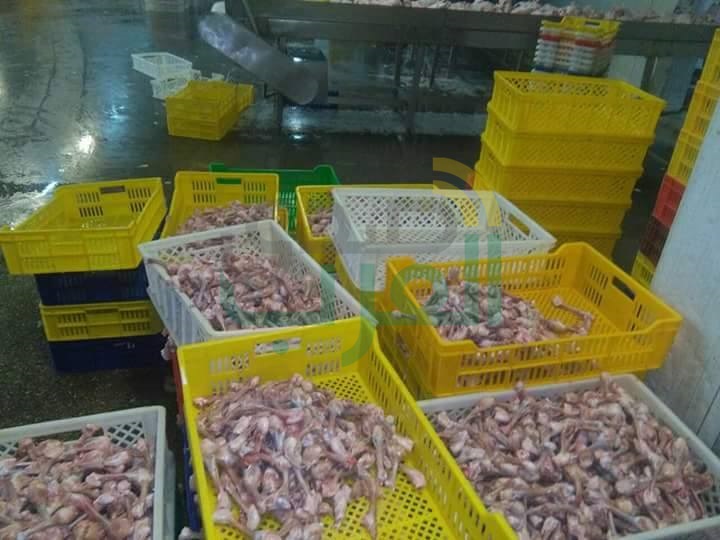 إعدام 265 كيلو لحوم دواجن فاسدة بشبين القناطر