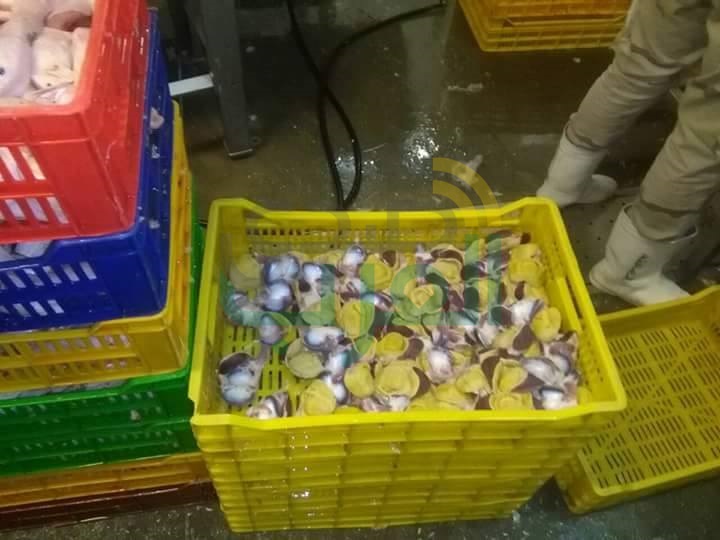 إعدام 265 كيلو لحوم دواجن فاسدة بشبين القناطر
