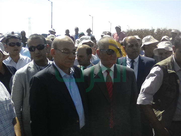 وزير الزراعة: الذرة الصفراء تساهم بـ 70%  من الإنتاج الداجنى