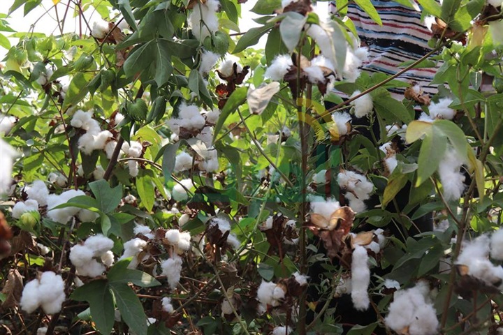 بالفيديو والصور.. السيد نصر يحظر نقل القطن خارج حدود كفر الشيخ منعًا للخلط