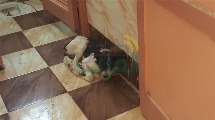 بالصور.. كلب يثير الذعر بين التلاميذ داخل مدرسة بكفر الشيخ