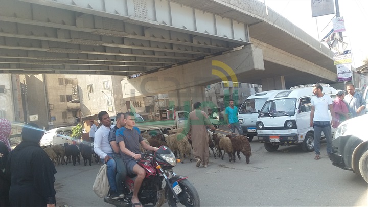 بالصور.. "الخرفان" تغزو كوبرى بنها وتعيق حركة المرور