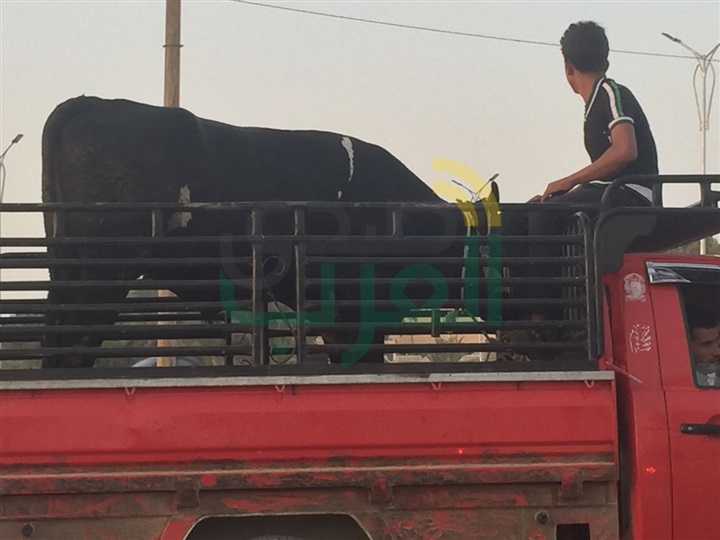 إدارة منتخب الفراعنة تذبح عجل عقب تعادل منتخبي أوغندا وغانا إدارة منتخب الفراعنة تذبح عجل عقب تعادل منتخبي أوغندا وغانا