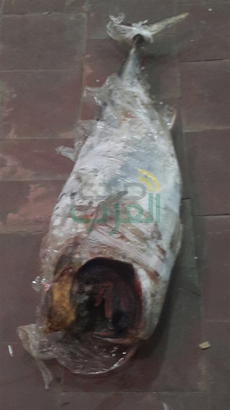 إعدام ٧٨٠ كجم أسماك منتهية الصلاحية بشرم الشيخ