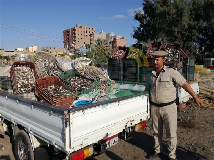 ضبط 3 سيارات محملة بـ84 بوكسة زريعة أسماك بكفر الشيخ