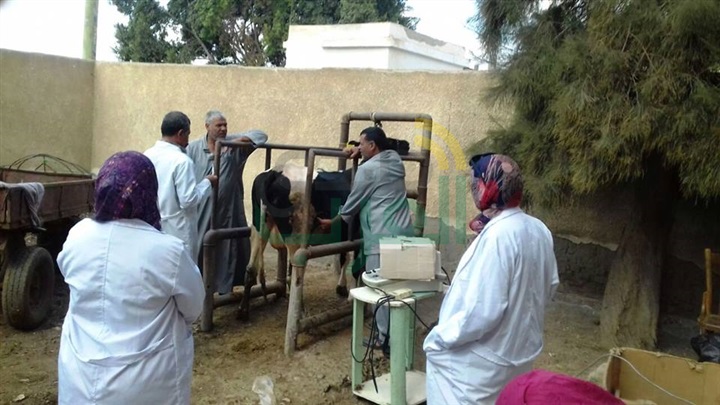 فحص وتحصين647 رأس ماشية بالشرقية ضد التهاب الجلد العقدى 