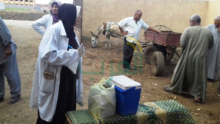 فحص وتحصين647 رأس ماشية بالشرقية ضد التهاب الجلد العقدى 