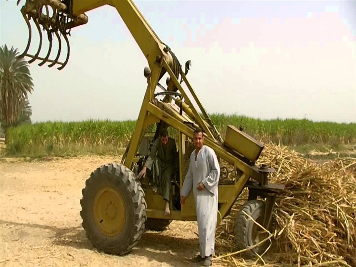 العسل المر.. مزارعي قنا يزرعون القصب ويحصدون مراره